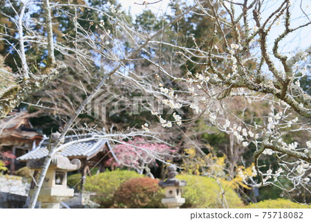 White flower flowers White flower flowers 75718082