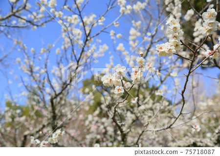 白花花 白花花 75718087