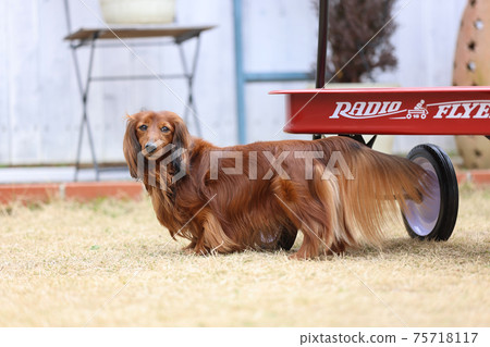 達克斯獵犬在花園裡玩耍 達克斯獵犬在花園裡玩耍 75718117