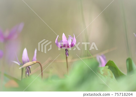 Katakuri花 Katakuri花 75718204