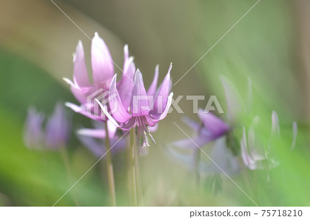 Katakuri flowers 75718210