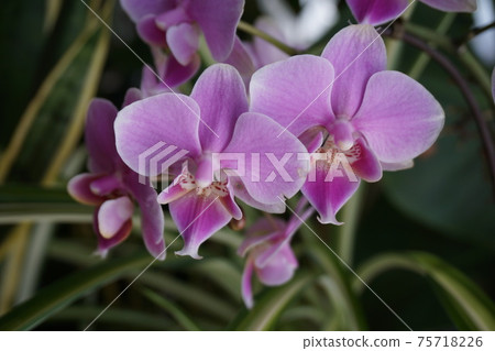 Phalaenopsis orchid pink Phalaenopsis orchid pink 75718226