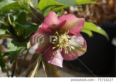 Christmas rose Christmas rose 75718227