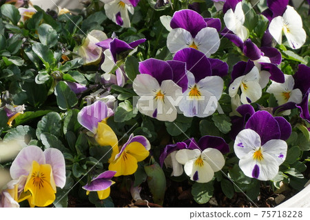 Viola Viola 75718228