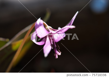 片栗花，由於背光，顏色看起來更加美麗 75718336