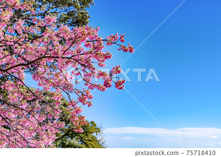 靜岡縣賀茂市川津町川津城堡遺跡公園的櫻花（上） 75718410