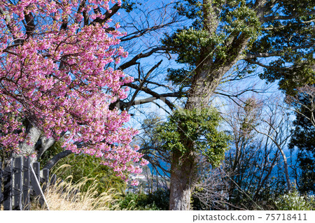 Sakura at Kawazu Castle Ruins Park (top), Kawazu Town, Kamo District, Shizuoka Prefecture Sakura at Kawazu Castle Ruins Park (top), Kawazu Town, Kamo District, Shizuoka Prefecture 75718411