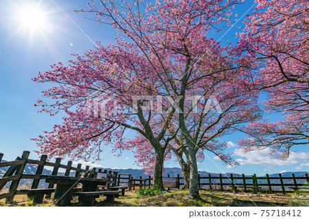 Sakura at Kawazu Castle Ruins Park (top), Kawazu Town, Kamo District, Shizuoka Prefecture Sakura at Kawazu Castle Ruins Park (top), Kawazu Town, Kamo District, Shizuoka Prefecture 75718412