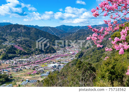 靜岡縣加茂郡川津町川津城堡遺址公園的景色(三月川津櫻花) 靜岡縣加茂郡川津町川津城堡遺址公園的景色(三月川津櫻花) 75718562