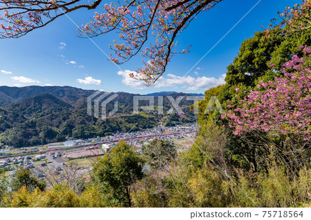 靜岡縣加茂郡川津町川津城堡遺址公園的景色(三月川津櫻花) 靜岡縣加茂郡川津町川津城堡遺址公園的景色(三月川津櫻花) 75718564