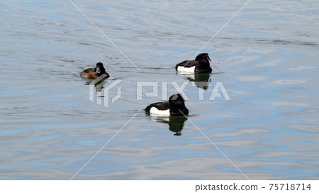 Winter bird: Wataridori: Tufted duck: Yodogawa Winter bird: Wataridori: Tufted duck: Yodogawa 75718714