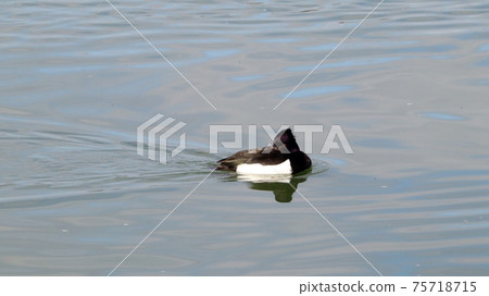 冬季鳥類：渡鳥鳥：金雞郎次郎：淀川 75718715