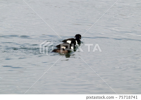 冬季鳥類：渡鳥鳥：金雞郎次郎：淀川 75718741