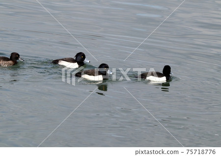 Winter bird: Wataridori: Tufted duck: Yodogawa 75718776