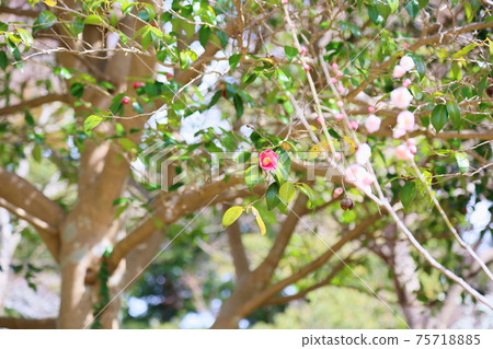 山茶花 山茶花 75718885