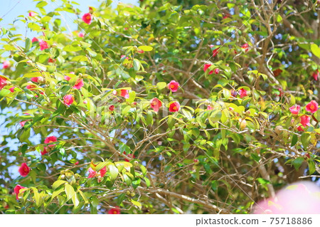 山茶花 75718886