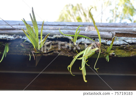 Sprouts in the gaps in the roof (Nomi Residence, Kitadai Samurai Residences, Kitsuki Castle Castle / Kitsuki, Kitsuki City, Oita Prefecture) Sprouts in the gaps in the roof (Nomi Residence, Kitadai Samurai Residences, Kitsuki Castle Castle / Kitsuki, Kitsuki City, Oita Prefecture) 75719183