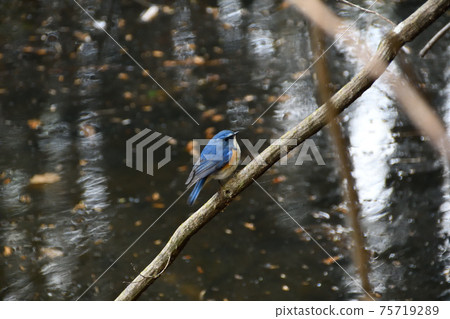 棲息在水邊樹枝上的雄性紅尾藍尾巴 75719289