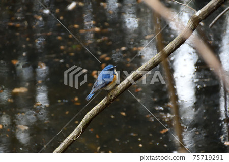 棲息在水邊樹枝上的雄性紅尾藍尾巴 棲息在水邊樹枝上的雄性紅尾藍尾巴 75719291