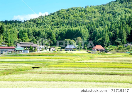 新光高原的蕎麥田和村莊 75719347