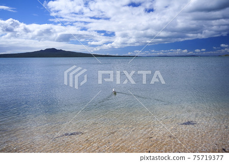 新西蘭北島奧克蘭Devonport海岸 75719377