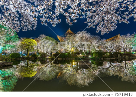 《京都》 Toji夜晚櫻花和池塘的倒影 75719413