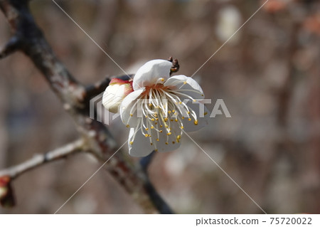 一朵梅花 一朵梅花 75720022