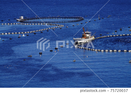 Kashiwajima tuna farm 75720037
