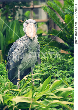 Shoebill at Ueno Zoo, Tokyo 75720061