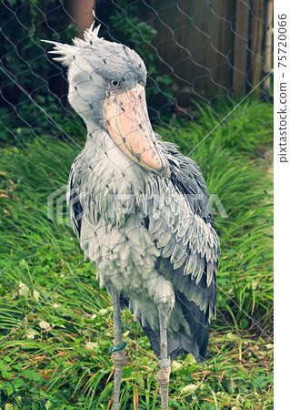 Shoebill在東京上野動物園 Shoebill在東京上野動物園 75720066