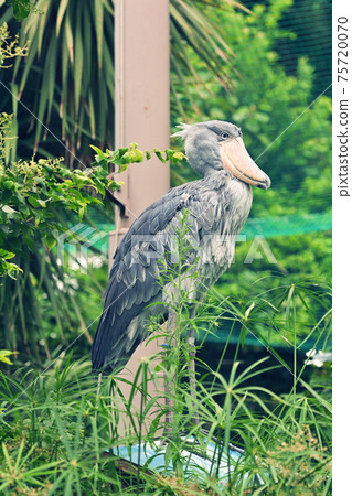 その他 shoebill Shoebill with a dignified face -part 1- ｜ Ueno Zoological