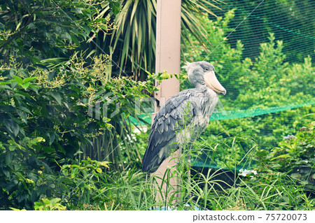 Shoebill at Ueno Zoo, Tokyo Shoebill at Ueno Zoo, Tokyo 75720073