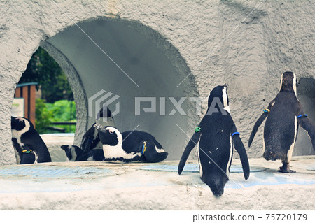 Penguins at Ueno Zoo in Tokyo Penguins at Ueno Zoo in Tokyo 75720179