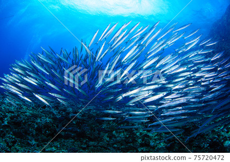 Camas Camas 75720472