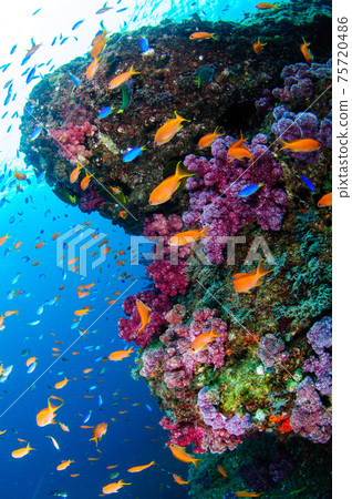 Underwater color 75720486