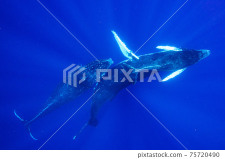 Humpback whale 75720490