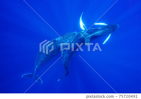 Humpback whale Humpback whale 75720491