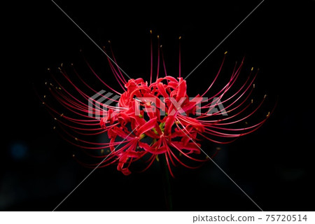 群集孤挺花 群集孤挺花 75720514