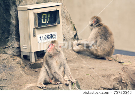 Japanese macaque at Ueno Zoo in Tokyo 75720543