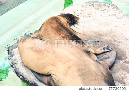 Seals at Ueno Zoo in Tokyo 75720603