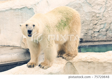 Polar bears at Ueno Zoo in Tokyo 75720648