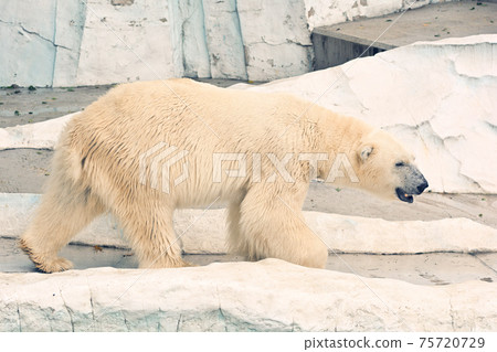 在北京上野動物園的北極熊 75720729
