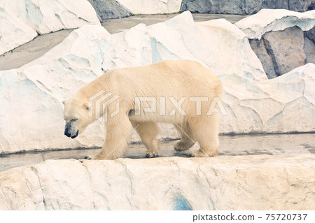 Polar bears at Ueno Zoo in Tokyo Polar bears at Ueno Zoo in Tokyo 75720737