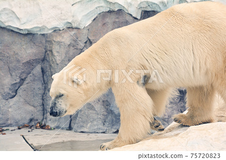 在北京上野動物園的北極熊 75720823