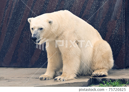 Polar bears at Ueno Zoo in Tokyo Polar bears at Ueno Zoo in Tokyo 75720825