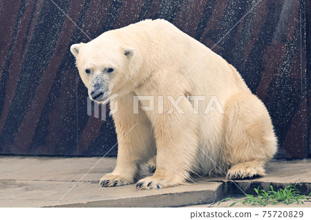 在北京上野動物園的北極熊 75720829