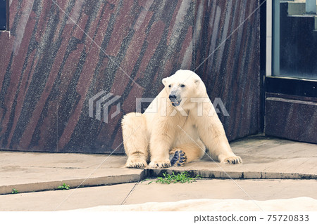 在北京上野動物園的北極熊 在北京上野動物園的北極熊 75720833