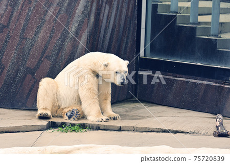 Polar bears at Ueno Zoo in Tokyo 75720839