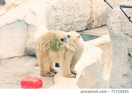 Polar bears at Ueno Zoo in Tokyo 75720845