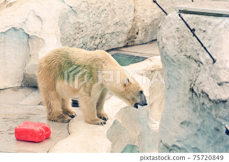 在北京上野動物園的北極熊 75720849